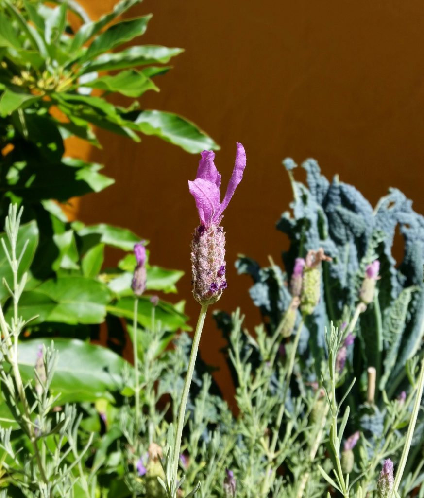 A lavender plant in the Margaret River library garden