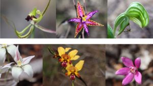 Orchids of the South West